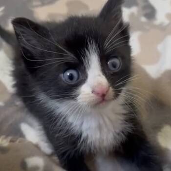 Rescue Domestic Short Hair Cats for Adoption in San Pablo, California - Norm | PetCurious