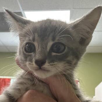 REX -  Domestic Medium Hair Cat for Adoption in Kyle, Texas - REX | PetCurious