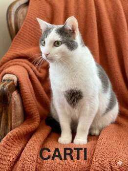 CARTI -  Domestic Short Hair Cat Available for Adoption in Harrodsburg, Kentucky - CARTI | PetCurious