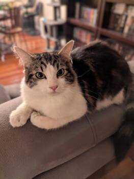 Domestic Long Hair Cats Available for Adoption - Dash | PetCurious