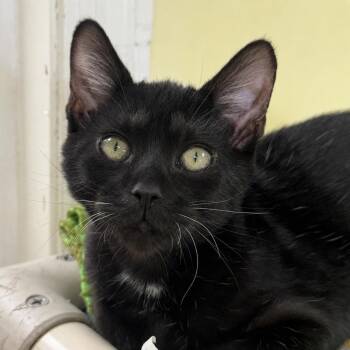 Voodoo -  Domestic Short Hair Cat for Adoption in St. Petersburg, Florida - Voodoo | PetCurious
