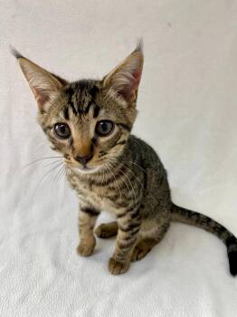 Bobcat -  Domestic Short Hair Cat for Adoption in Pasco, Washington - Bobcat | PetCurious
