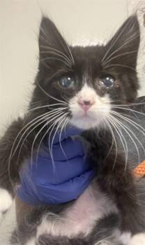 Domestic Short Hair Cats Available for Adoption in Ontario, California - DEXTER - ADOPTION PENDING | PetCurious