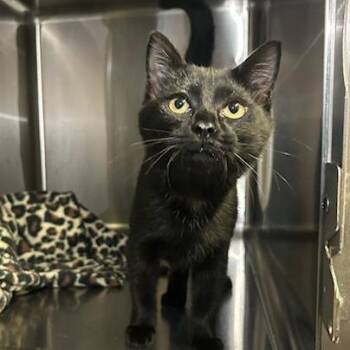 Sally -  Domestic Short Hair Cat for Adoption in Knoxville, Tennessee - Sally | PetCurious
