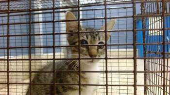 OSIRIS -  Domestic Short Hair Cat for Adoption in Doral, Florida - OSIRIS | PetCurious