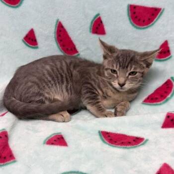 Blue Jay -  Domestic Short Hair Cat for Adoption in Valdosta, Georgia - Blue Jay | PetCurious