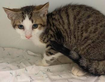 Bumblebee -  Domestic Short Hair Cat for Adoption in Delson, Quebec - Bumblebee | PetCurious