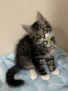 Sweetdream -  Domestic Medium Hair Cat for Adoption in Fort Collins, Colorado - Sweetdream | PetCurious
