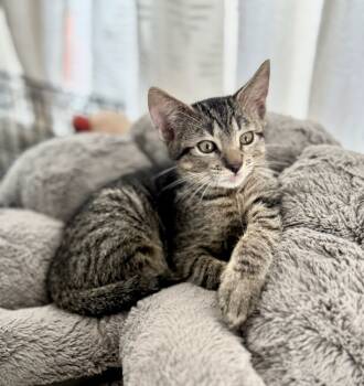 Rescue Tabby and Domestic Short Hair Cats for Adoption in Dallas, Texas - Sully | PetCurious