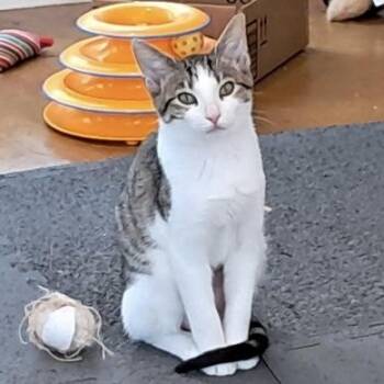 Rescue Domestic Short Hair Cats for Adoption in Collierville, Tennessee - Amy | PetCurious