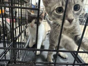 Dos -  Domestic Short Hair Cat for Adoption in Beatrice, Nebraska - Dos | PetCurious