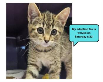 PIERSON* -  Domestic Short Hair Cat for Adoption in Santa Cruz, California - PIERSON* | PetCurious