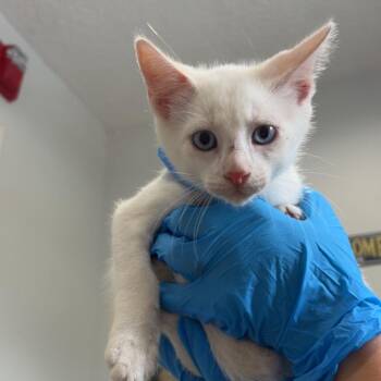 Jollof Rice -  Domestic Short Hair Cat for Adoption in Livingston, Texas - Jollof Rice | PetCurious