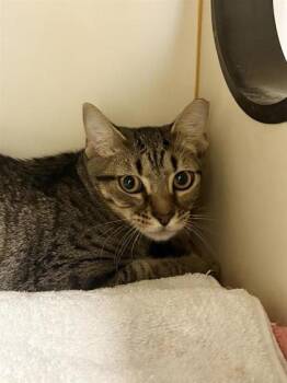Pouncestep - Working Cat -  Domestic Short Hair Cat for Adoption in Fairfax, Virginia - Pouncestep - Working Cat | PetCurious