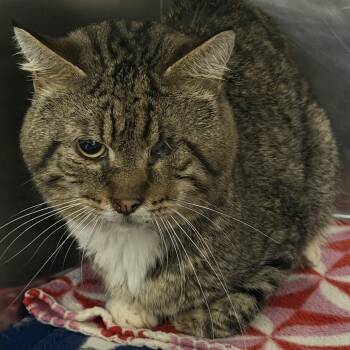 Cyclops -  Domestic Short Hair Cat for Adoption in Marion, Virginia - Cyclops | PetCurious