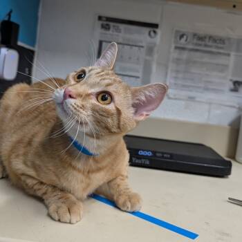 Rescue Domestic Short Hair Cats for Adoption in Ardmore, Oklahoma - Berry | PetCurious