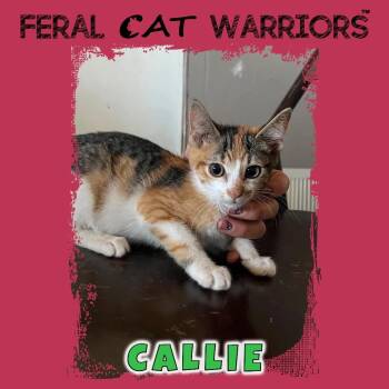 Callie -  Domestic Short Hair Cat for Adoption in Kingman, Arizona - Callie | PetCurious