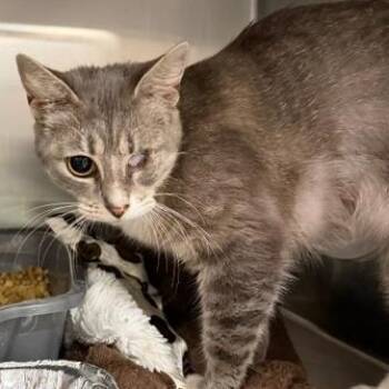 Patchy -  Domestic Short Hair Cat for Adoption in Cumming, Georgia - Patchy | PetCurious