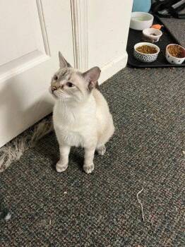 Gin -  Siamese Cat for Adoption in Harrisburg, Pennsylvania - Gin | PetCurious