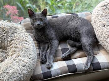 Domestic Short Hair Cats Available for Adoption in Minneapolis, Minnesota - Grayson | PetCurious