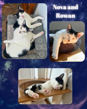 Nova and Rowan -  Domestic Short Hair Cat for Adoption in Port Chester, New York - Nova And Rowan | PetCurious