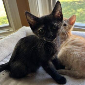 Mimi -  Domestic Short Hair Cat for Adoption in Kenosha, Wisconsin - Mimi | PetCurious
