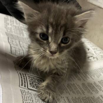 Fluffy -  Domestic Short Hair Cat for Adoption in Yuma, Arizona - Fluffy | PetCurious