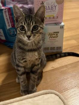 Paratha -  American Shorthair Cat for Adoption in Highland Park, New Jersey - Paratha | PetCurious