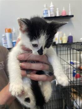 Lumpy -  Domestic Short Hair Cat for Adoption in West Chester, Pennsylvania - Lumpy | PetCurious