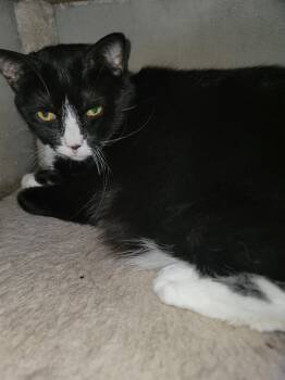 Emma 9927 -  Tuxedo and Domestic Short Hair Cat for Adoption in Locust Grove, Virginia - Emma 9927 | PetCurious
