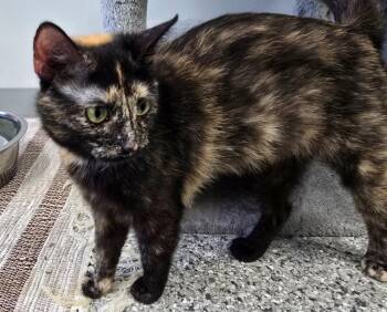 Domestic Short Hair Cats Available for Adoption in Auburn, Indiana - TeePee (2 Ply) | PetCurious