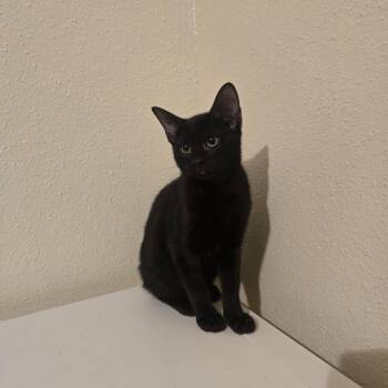 Rumi -  Manx Cat for Adoption in Liverpool, Texas - Rumi | PetCurious