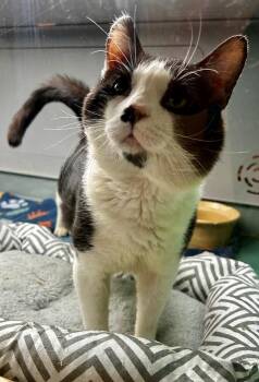 Josh -  Domestic Short Hair Cat for Adoption in Suffolk, Virginia - Josh | PetCurious