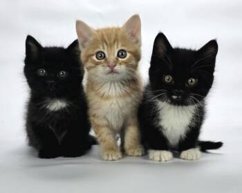 Battlecruiser -  Domestic Short Hair Cat for Adoption in Sedalia, Colorado - Battlecruiser | PetCurious