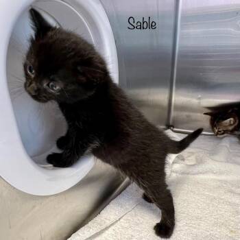 Sable -  Domestic Short Hair Cat for Adoption in Madisonville, Tennessee - Sable | PetCurious