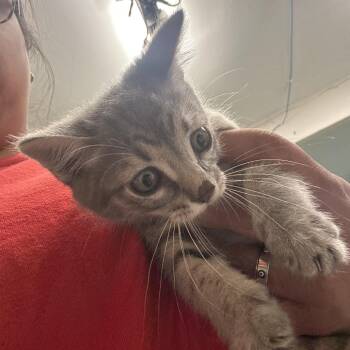 Sherlock -  Domestic Short Hair Cat for Adoption in Leander, Texas - Sherlock | PetCurious