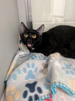 Velvet -  Domestic Short Hair Cat for Adoption in Louisburg, North Carolina - Velvet | PetCurious