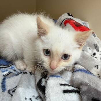 Cotton Swab -  Domestic Short Hair Cat for Adoption in Cody, Wyoming - Cotton Swab | PetCurious