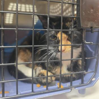 SSNC-Wildlife-72_2_3 -  Domestic Short Hair Cat for Adoption in Canton, North Carolina - SSNC-Wildlife-72_2_3 | PetCurious