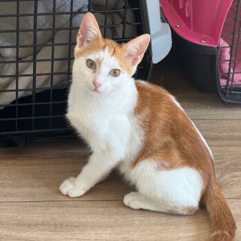 Rescue Domestic Short Hair Cats for Adoption in Chattanooga, Tennessee - Marmalade | PetCurious