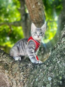 Oliander -  Domestic Short Hair Cat for Adoption in Sunrise, Florida - Oliander | PetCurious