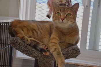 Peggy -  Domestic Short Hair and Calico Cat for Adoption in Claresholm, Alberta - Peggy | PetCurious