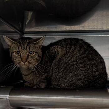 Domestic Medium Hair Cats Available for Adoption in Jefferson City, Tennessee - Rumi | PetCurious