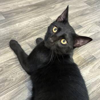 Pitch Black -  Domestic Short Hair Cat for Adoption in Carencro, Louisiana - Pitch Black | PetCurious