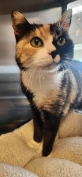 Domestic Short Hair Cats Available for Adoption - Beatrice | PetCurious