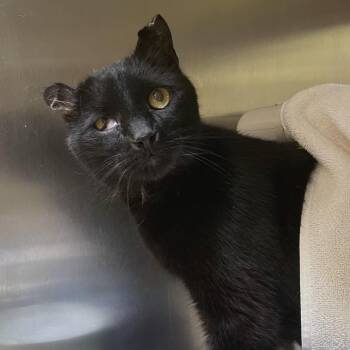 Domestic Short Hair Cats Available for Adoption in York, Pennsylvania - Mr. Crawly | PetCurious