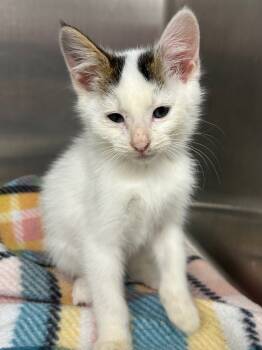 Rescue Domestic Short Hair Cats for Adoption in Hartsville, South Carolina - Ferdinand | PetCurious