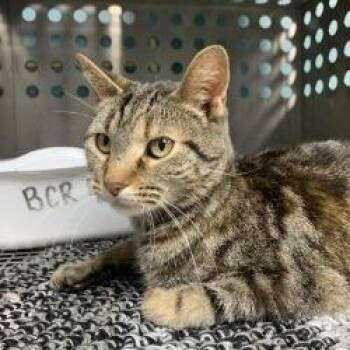 Domestic Short Hair Cats Available for Adoption in Gainesville, Georgia - Freya | PetCurious