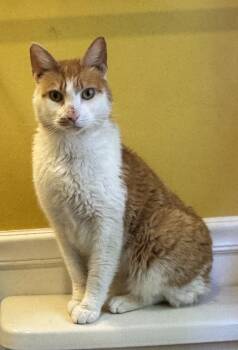 Rescue Domestic Short Hair Cats for Adoption in Philadelphia, Pennsylvania - Gingerbread | PetCurious
