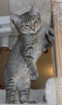 Rescue Domestic Short Hair Cats for Adoption in Huron, South Dakota - Wa Wa | PetCurious